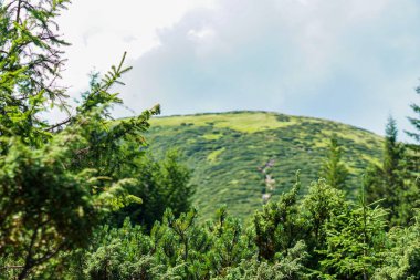 Carpatian yaz manzarası. Mavi gökyüzü arka planında orman olan dağ yolu.