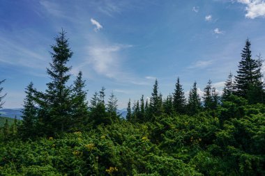 Carpatian yaz manzarası. Mavi gökyüzü arka planında orman olan dağ yolu.