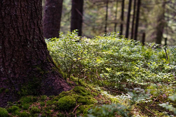 Yosemite Ulusal Parkı 'ndaki bir çam ormanında sabahın ilk ışıklarıyla. Rüya etkisi.