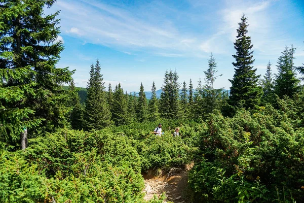 Carpatian Paisaje Verano Sendero Montaña Con Bosque Sobre Fondo Azul — Foto de Stock