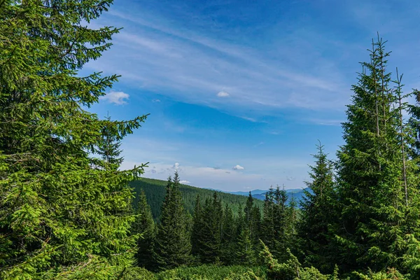 Carpatian Paisaje Verano Sendero Montaña Con Bosque Sobre Fondo Azul — Foto de Stock