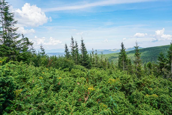 Carpatian Paisaje Verano Sendero Montaña Con Bosque Sobre Fondo Azul — Foto de Stock