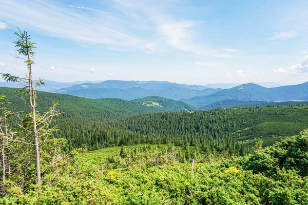 Paisagem Verão Carpatiana Caminho Montanha Com Floresta Fundo Céu Azul — Fotografia de Stock