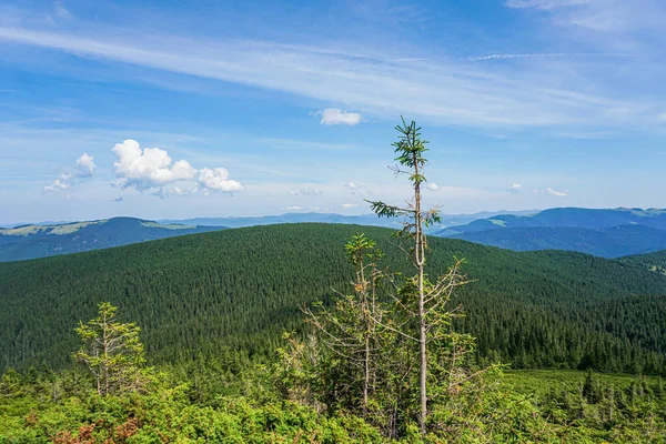 Carpatian Paisaje Verano Sendero Montaña Con Bosque Sobre Fondo Azul — Foto de Stock