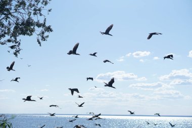 Mavi bulutlu gökyüzüne karşı Phalacrocorax auritus deniz kuşları
