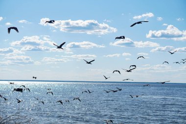 Mavi bulutlu gökyüzüne karşı Phalacrocorax auritus deniz kuşları