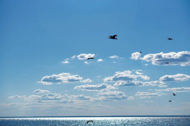 Mavi bulutlu gökyüzüne karşı Phalacrocorax auritus deniz kuşları