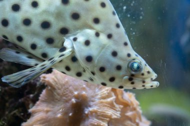 Tropikal balıklar mavi mercan resifi deniz suyu akvaryumunda buluşurlar. Su altı cenneti