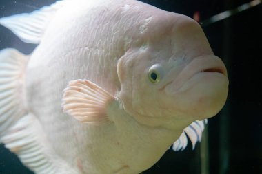 Tropikal balıklar mavi mercan resifi deniz suyu akvaryumunda buluşurlar. Su altı cenneti