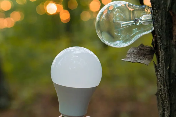 灯泡从树干上长出来 作为可再生能源的象征 — 图库照片