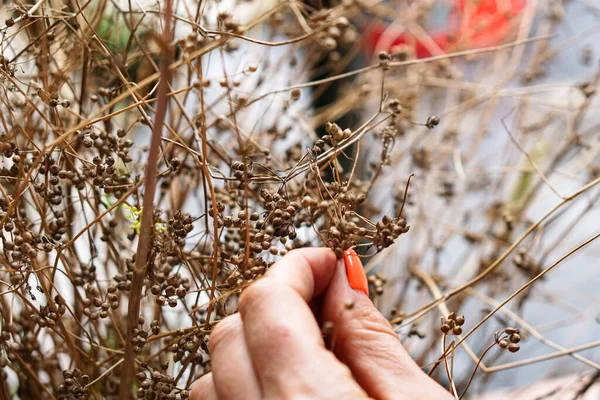 Especia Semillas Cilantro Niña Recoge Granos Cilantro Con Las Manos — Foto de Stock