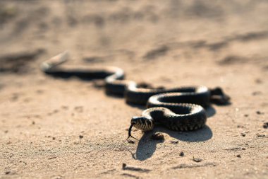 SAND.Natrix Natrix 'e Siyah Yılan Gürültüsü