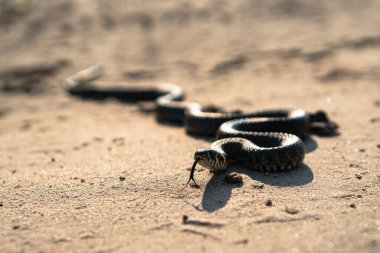 SAND.Natrix Natrix 'e Siyah Yılan Gürültüsü