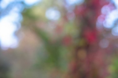 Bulanık sonbahar ormanı arka planında küçük yağmur damlaları, sonbahar orman dokusu