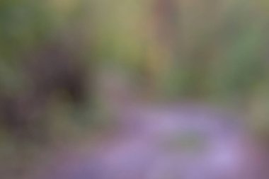 Bulanık sonbahar ormanı arka planında küçük yağmur damlaları, sonbahar orman dokusu