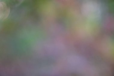 Bulanık sonbahar ormanı arka planında küçük yağmur damlaları, sonbahar orman dokusu