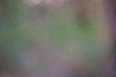 Bulanık sonbahar ormanı arka planında küçük yağmur damlaları, sonbahar orman dokusu