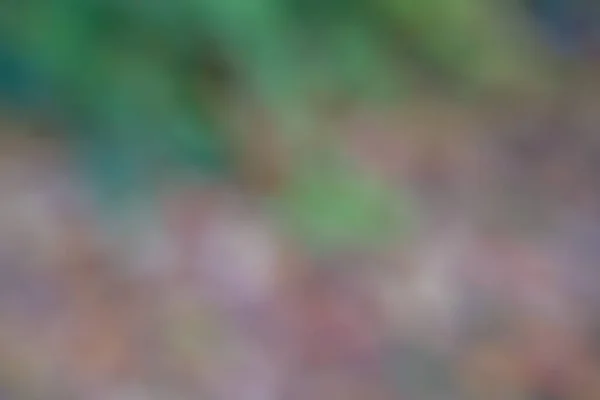 Размытый Осенний Лес Боке Фон Маленькими Капельками Дождя Осенний Лес — стоковое фото