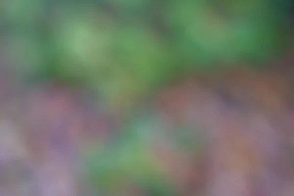 Wazig Herfst Bos Bokeh Achtergrond Met Kleine Regendruppels Herfst Bos — Stockfoto