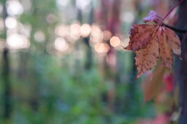 Fundo Outono Folhas Primeiro Plano Fundo Desfocado Fundo Bokeh — Fotografia de Stock