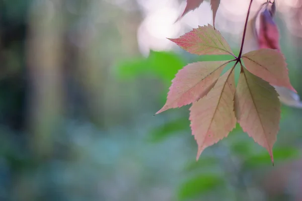 Jesienne Tło Liście Pierwszym Planie Tle Niewyraźne Tło Bokeh — Zdjęcie stockowe