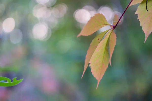 Autumn Background Leaves Foreground Background Blurred Background Bokeh — Stock Photo, Image