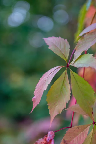 Jesienne Tło Liście Pierwszym Planie Tle Niewyraźne Tło Bokeh — Zdjęcie stockowe