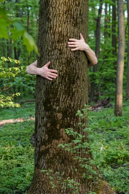 Ağaç kucaklaşması. Ağaçlara sarılan ellere yakın çekim