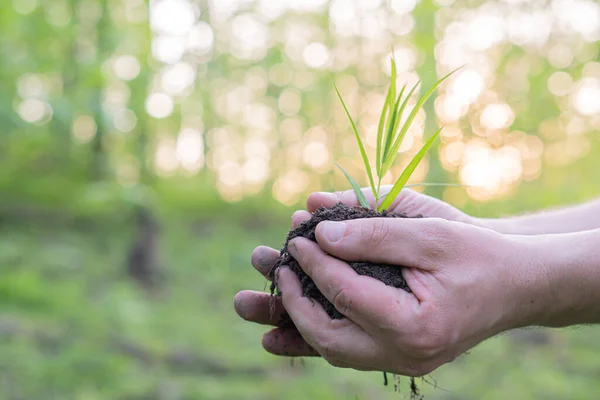 Guy Hält Eine Junge Pflanze Seinen Händen Auf Einem Hintergrund — Stockfoto