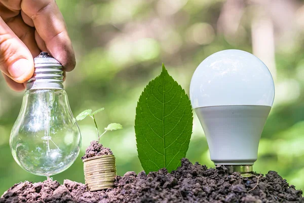 Lâmpada Pilha Moedas Com Uma Planta Chão Símbolo Planeamento Investimento — Fotografia de Stock