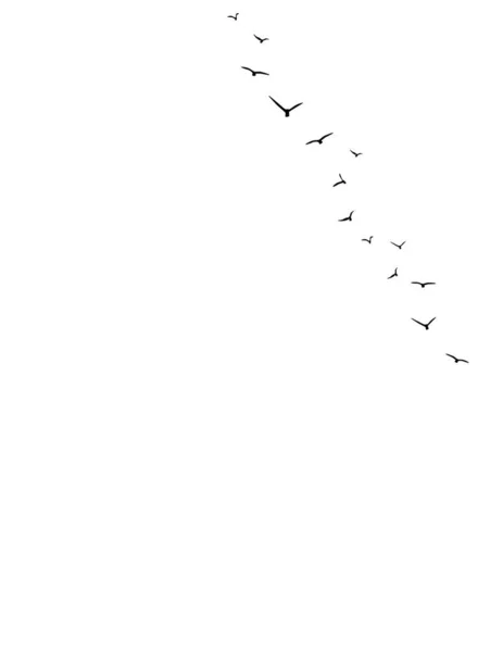 Fond Vectoriel Avec Des Oiseaux Volants Sur Côté Droit Hirondelles — Image vectorielle