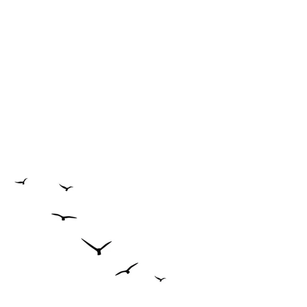 vector background with flying birds on the right side. Black swallows in the sky on white background. Bird trace. Freedom, romantic, dreams, lyric