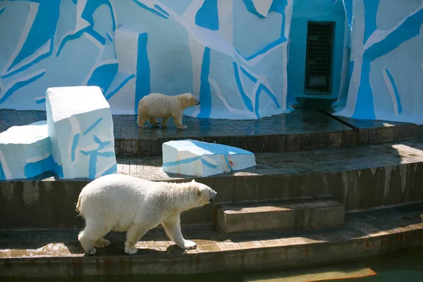 White bear with a bear cub in the zoo — Stock Photo, Image