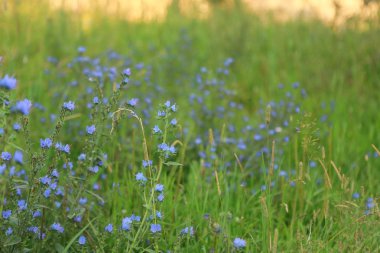 Çiçek, çimen yaz sırasında yakın çekim