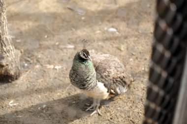 Beyaz bir hayvanat bahçesi kalem Peacock'da