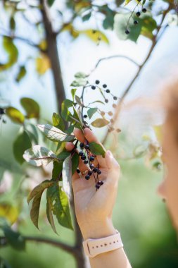 Bir kadın el siyah çilek ile kuş kiraz ağacının dalı tutuyor