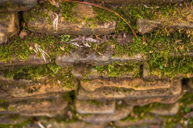 Eski düz taşlar üzerinde yetişen yabani bitkiler