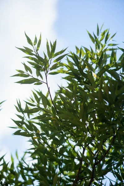 Een groene wilg blaadjes voor de blauwe hemel backgroung — Stockfoto