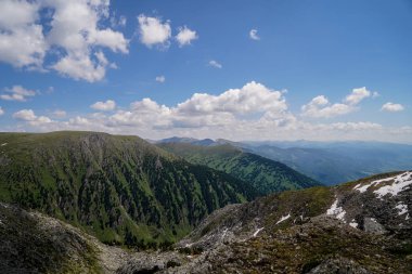 Dağ yamacında büyüyen vahşi orman