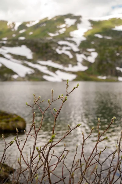 Zwergbergpflanzen, Bergsee und Berghang mit Schneebänken — Stockfoto