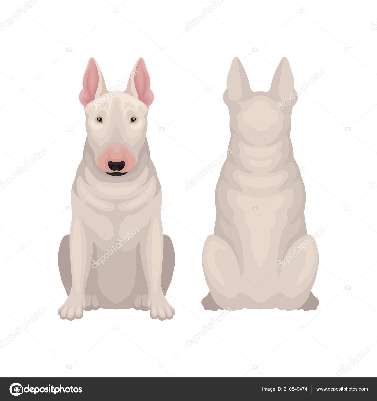 Vue Avant Et Arrière De Séance Bull Terrier Chien Avec La