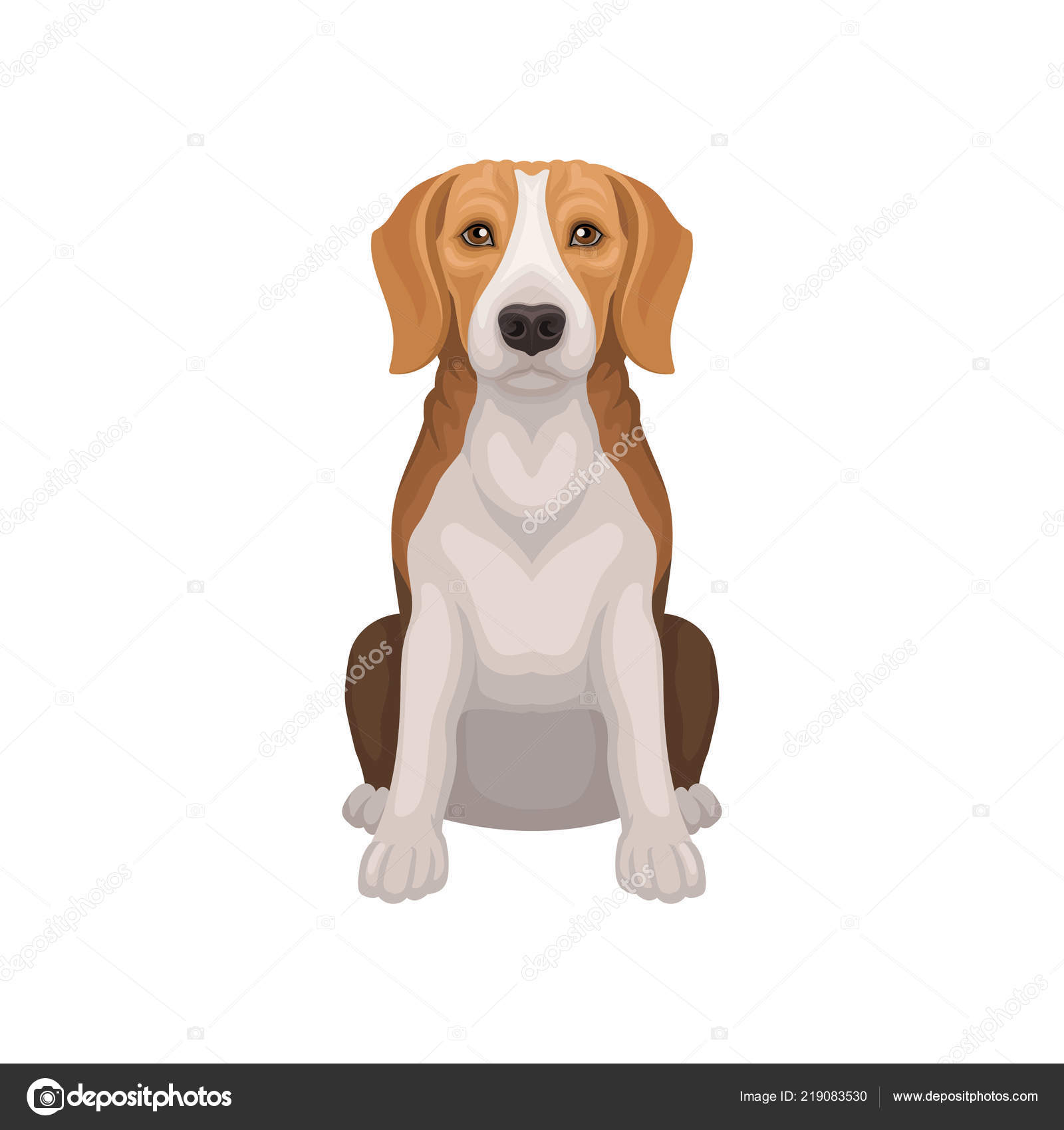 Beagle With Shiny Eyes In Sitting Position Small Breed Of Hunting