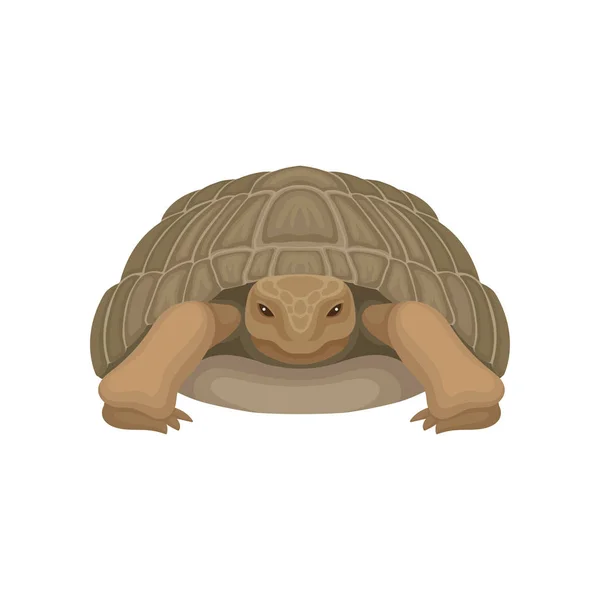 Large turtle, tortoise reptile animal, front view vector Illustration on a white background