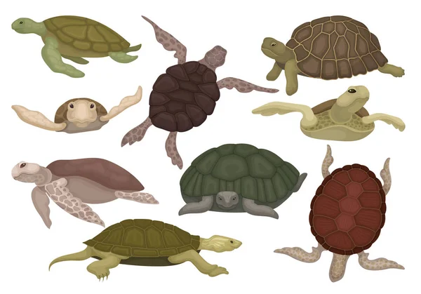 Sea and land turtles set, tortoise reptile animals in various views vector Illustration on a white background