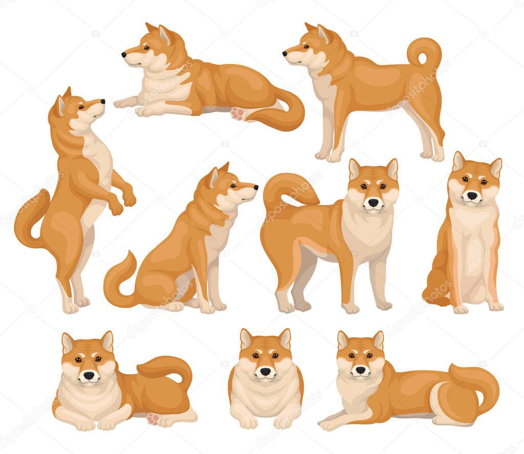 Set Of Cute Shiba Inu In Different Poses Home Pet Adult Dog With Red Beige Coat And Fluffy Tail Domestic Animal Colorful Detailed Vector Illustrations In Flat Style Isolated On White Background