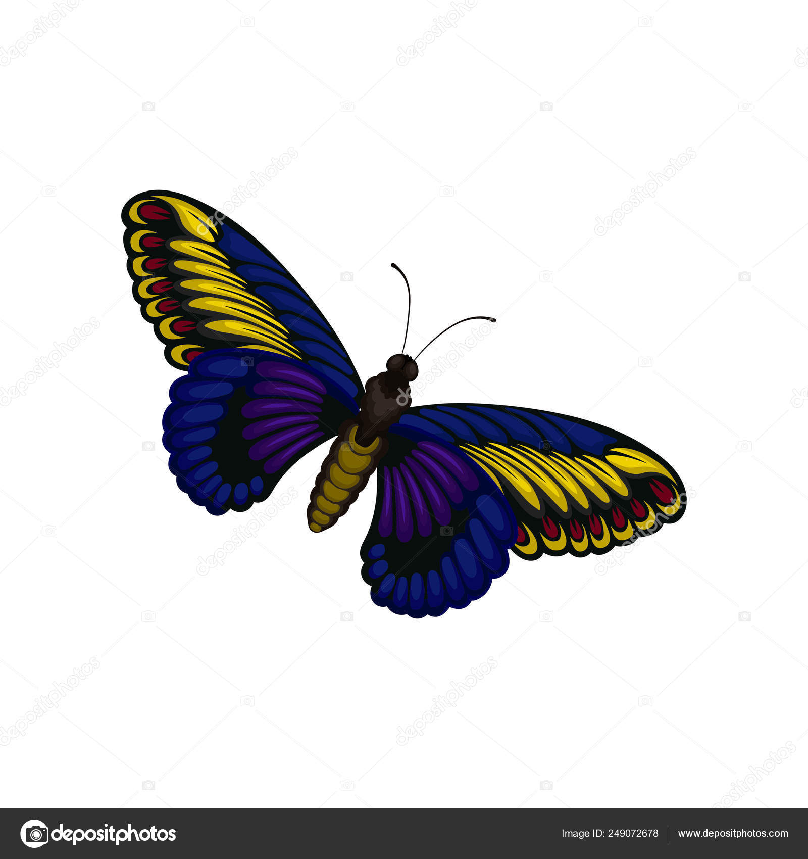 sår Uhøfligt Souvenir Flat vector of bright blue-yellow butterfly. Flying insect with two pairs  of wings with beautiful pattern. Nature theme Stock Vector Image by  ©Happypictures #249072678