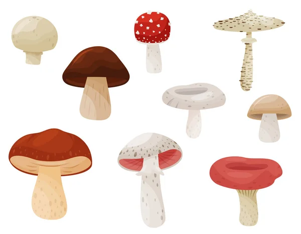 12 Agaricus Campestris Vector Images Agaricus Campestris Illustrations Depositphotos 12 Agaricus Campestris Vector Images Agaricus Campestris Illustrations Depositphotos