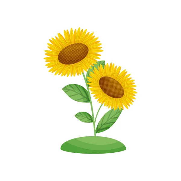 Sunflower flowers grow from the ground. Vector illustration on white background.