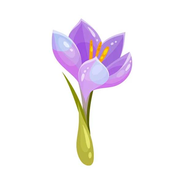 Purple Crocus Flower on Stalk Isolated on White Background Vector Illustration