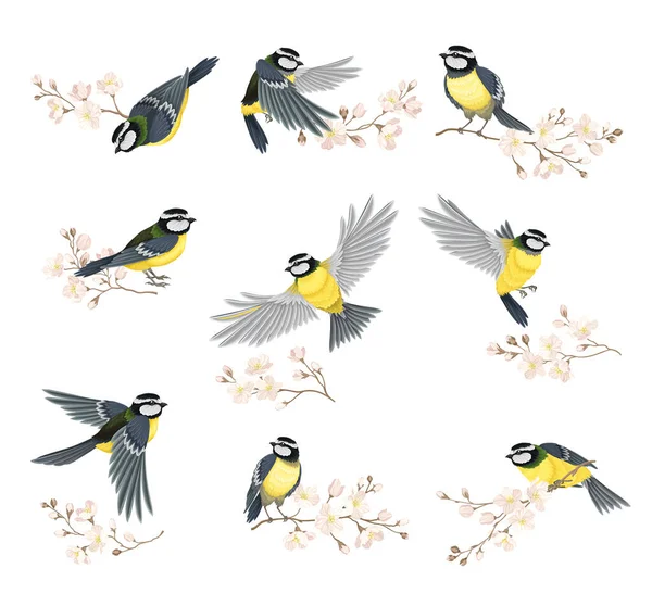 Tit Bird with Black Head and White Cheeks Flying and Sitting on Apple Blossom Branch Vector Set Stok Ilustrasi 